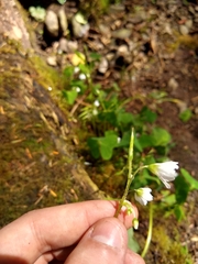 Oxalis trilliifolia
