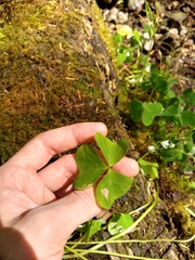Oxalis trilliifolia