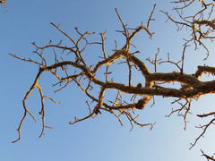 Commiphora marlothii