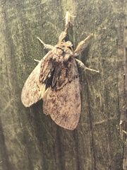 Peridea basitriens