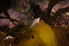 Notoclinops segmentatus