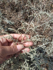 Artemisia santonicum