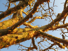 Commiphora marlothii