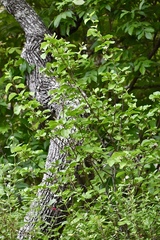 Styrax platanifolius
