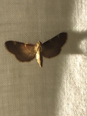 Hypsopygia binodulalis