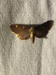 Hypsopygia binodulalis