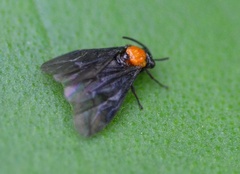 Atomacera decepta