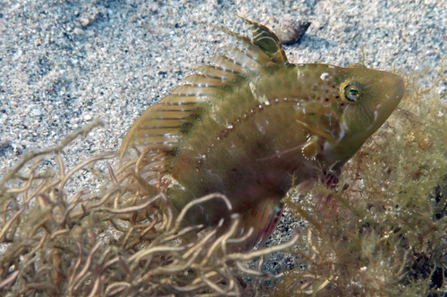 Cocktail fish (Pteragogus flagellifer) — Labridae — 4