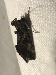 Ctenoplusia oxygramma