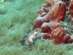 Eupetrichthys angustipes