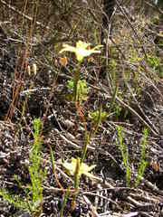 Moraea bituminosa