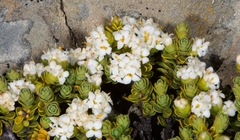 Pimelea traversii traversii
