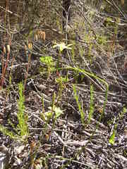 Moraea bituminosa