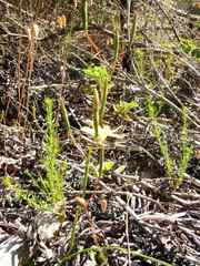 Moraea bituminosa