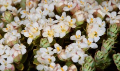 Pimelea traversii traversii