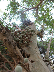 Ficus sycomorus sycomorus