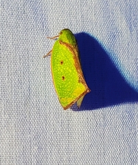 Carthaeomorpha rufipes