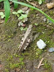 Trilophidia annulata