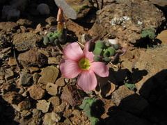 Oxalis convexula