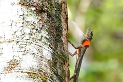 Draco blanfordii