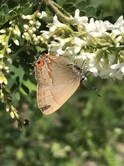 Electrostrymon guzanta