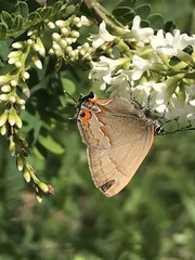Electrostrymon guzanta
