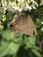 Electrostrymon guzanta