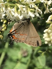 Electrostrymon guzanta