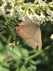 Electrostrymon guzanta