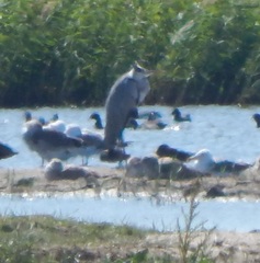 Ardea cinerea