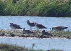 Larus fuscus barabensis