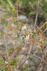 Agathosma crenulata