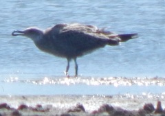 Larus fuscus barabensis