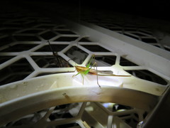 Conocephalus attenuatus