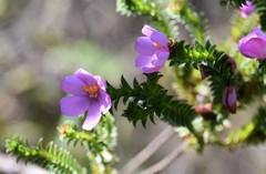 Lavoisiera imbricata