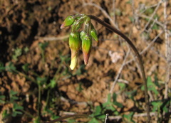 Oxalis pes-caprae pes-caprae