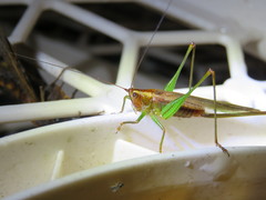 Conocephalus attenuatus