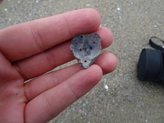 Hemithiris psittacea