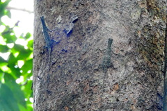 Draco blanfordii