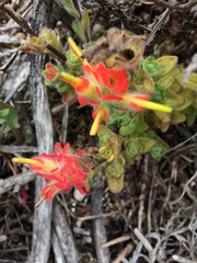 Castilleja latifolia