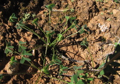 Oxalis pes-caprae pes-caprae