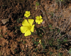 Oxalis pes-caprae pes-caprae
