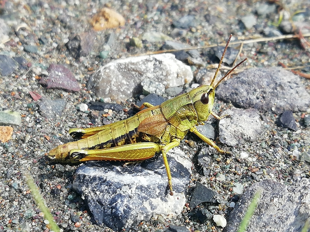 Podismopsis