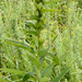 Dioscorea brownii - Photo (c) graham_g, algunos derechos reservados (CC BY-NC)
