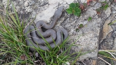 Trimeresurus gracilis