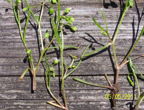 Montia linearis iNat (3)
