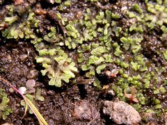 Riccia cavernosa