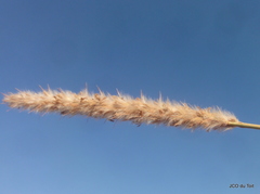 Anthephora pubescens