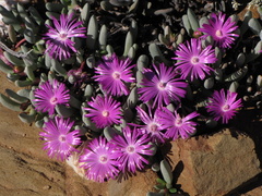 Brianhuntleya intrusa