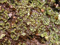 Riccia cavernosa